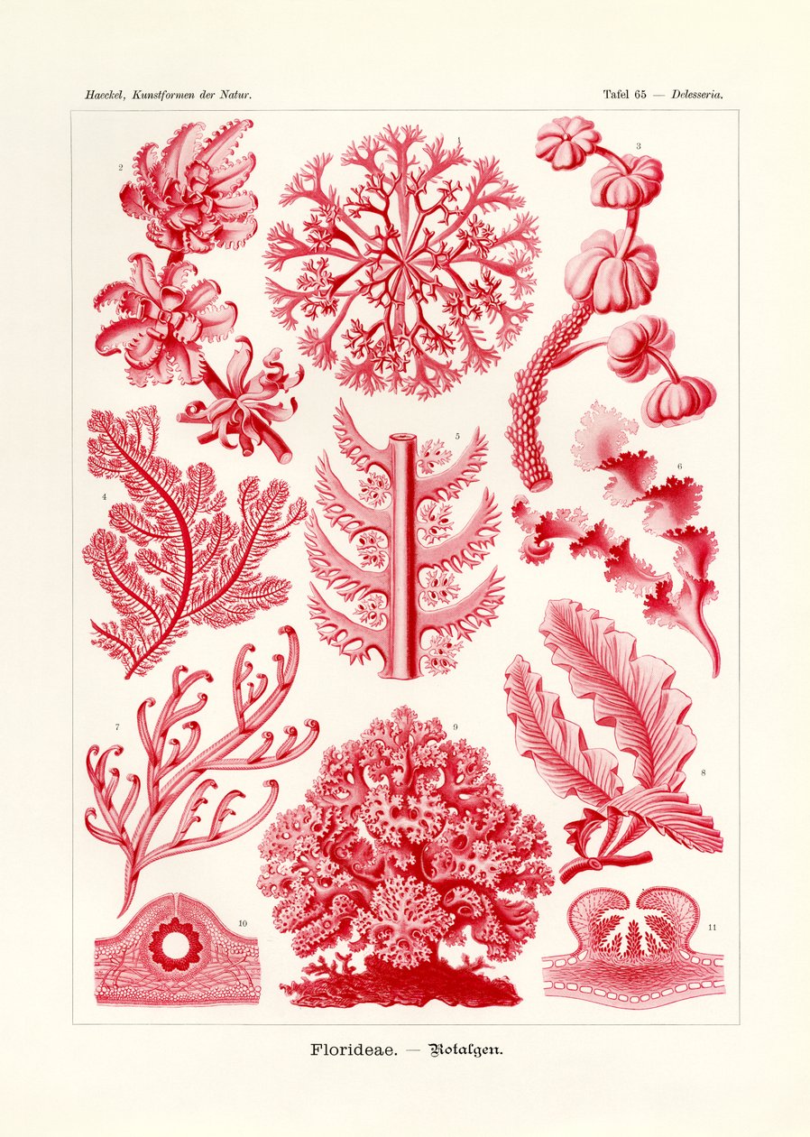 Florideae of Rhodophyceae door German School