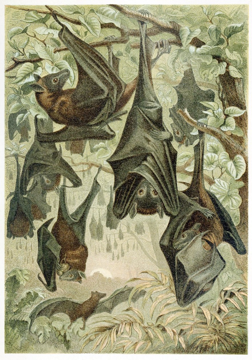 Vliegende vossen, uit Brehms Tierleben, uitgegeven 1860s door German School