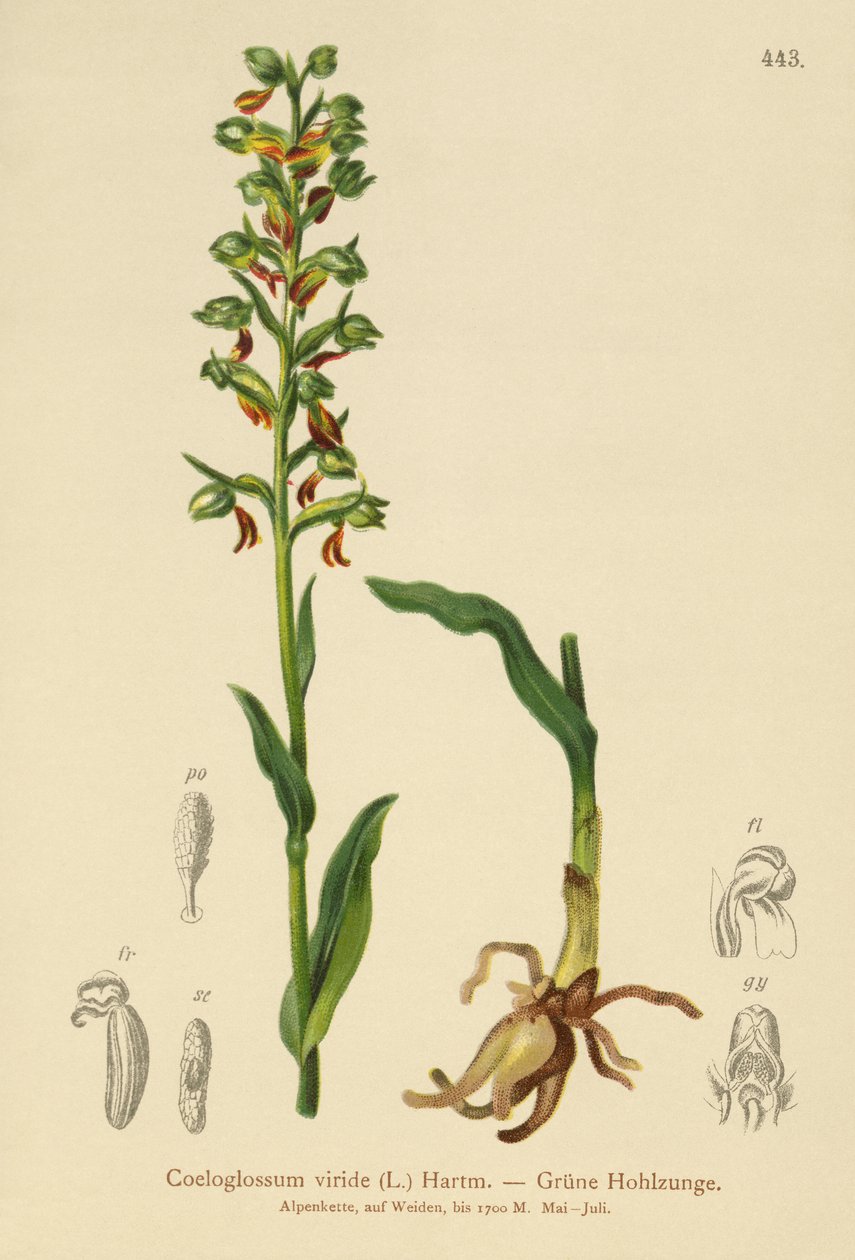 Kikker Orchidee (Coeloglossum viride) door German School