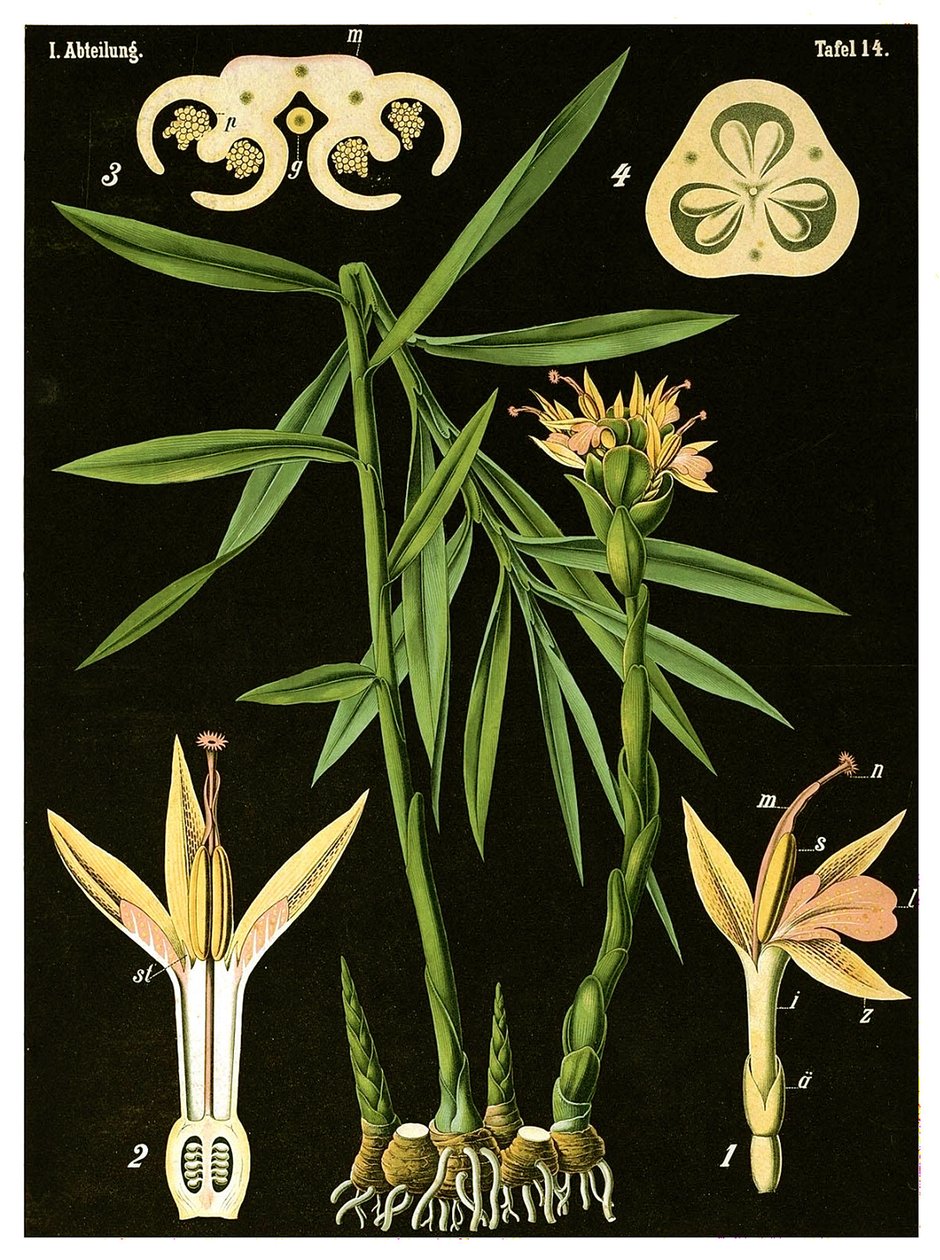 Gember (Zingiber officinale Roscoe) door German School