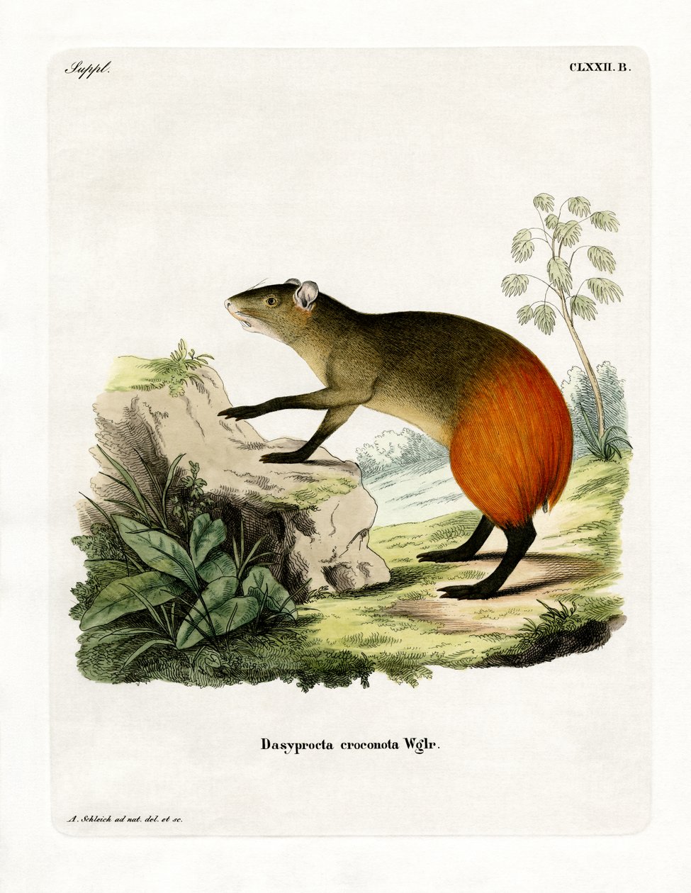 Goudromp Agouti door German School
