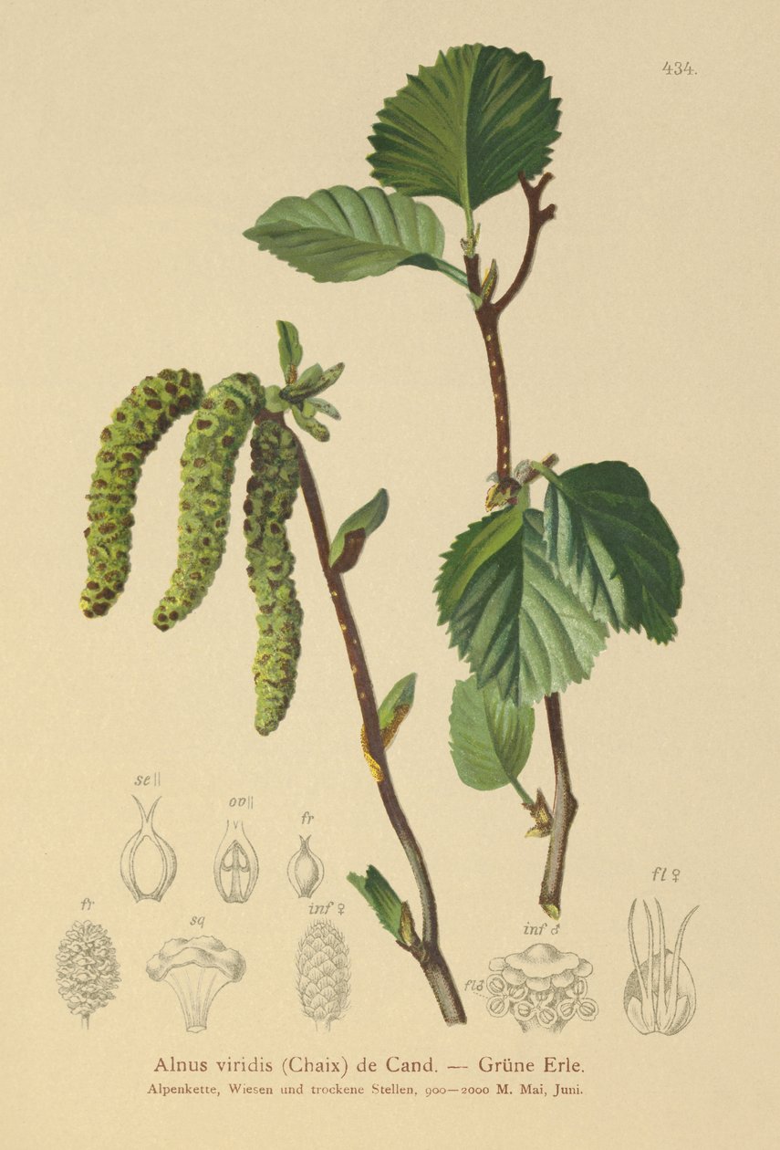 Groene Els (Alnus viridis) door German School