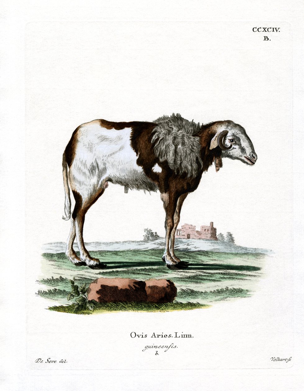 Guinese schaap door German School