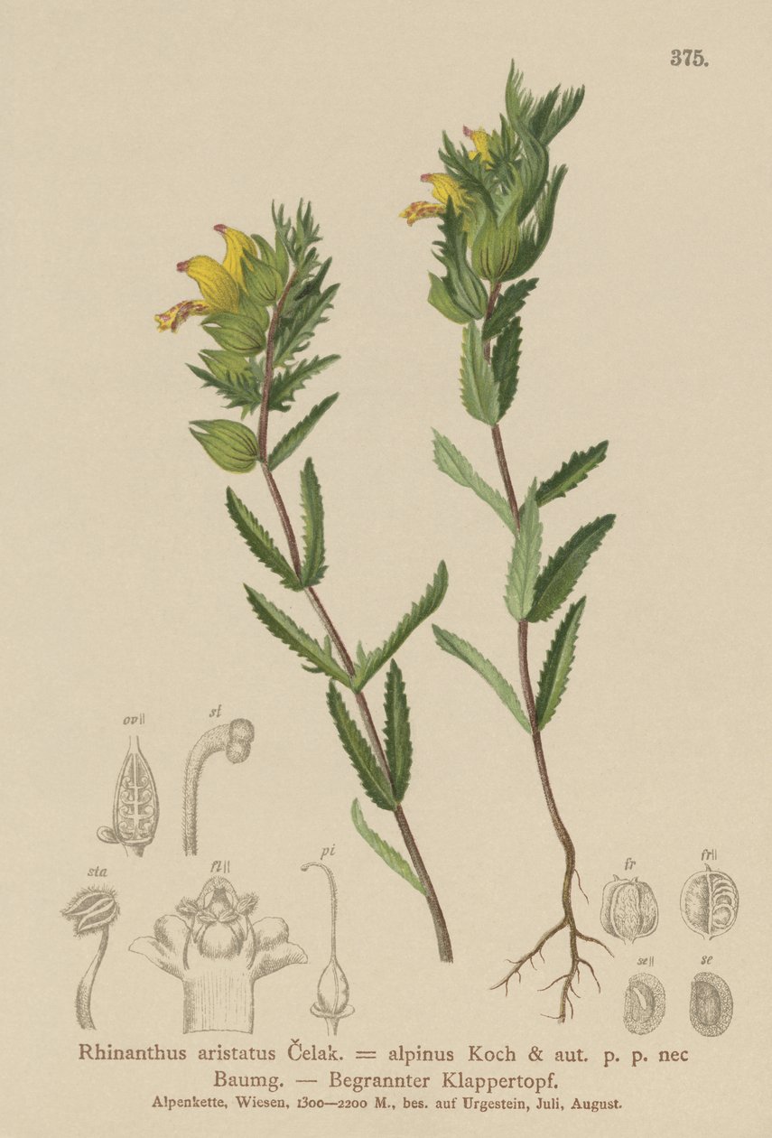 Haarige Gele Ratelaar (Rhinanthus aristatus, Rhinanthus alpinus) door German School