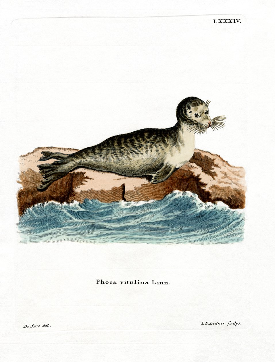 Gewone Zeehond door German School
