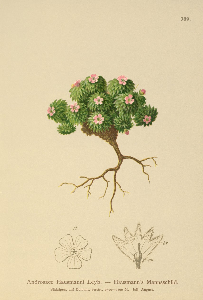 Hausmanns Rotsjasmijn (Androsace Hausmannii) door German School