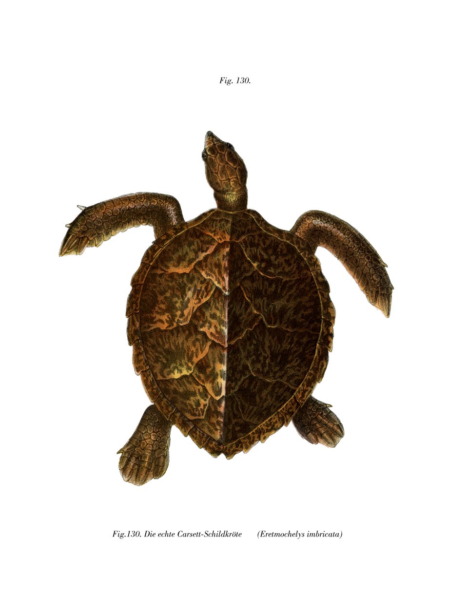 Echte karetschildpad door German School
