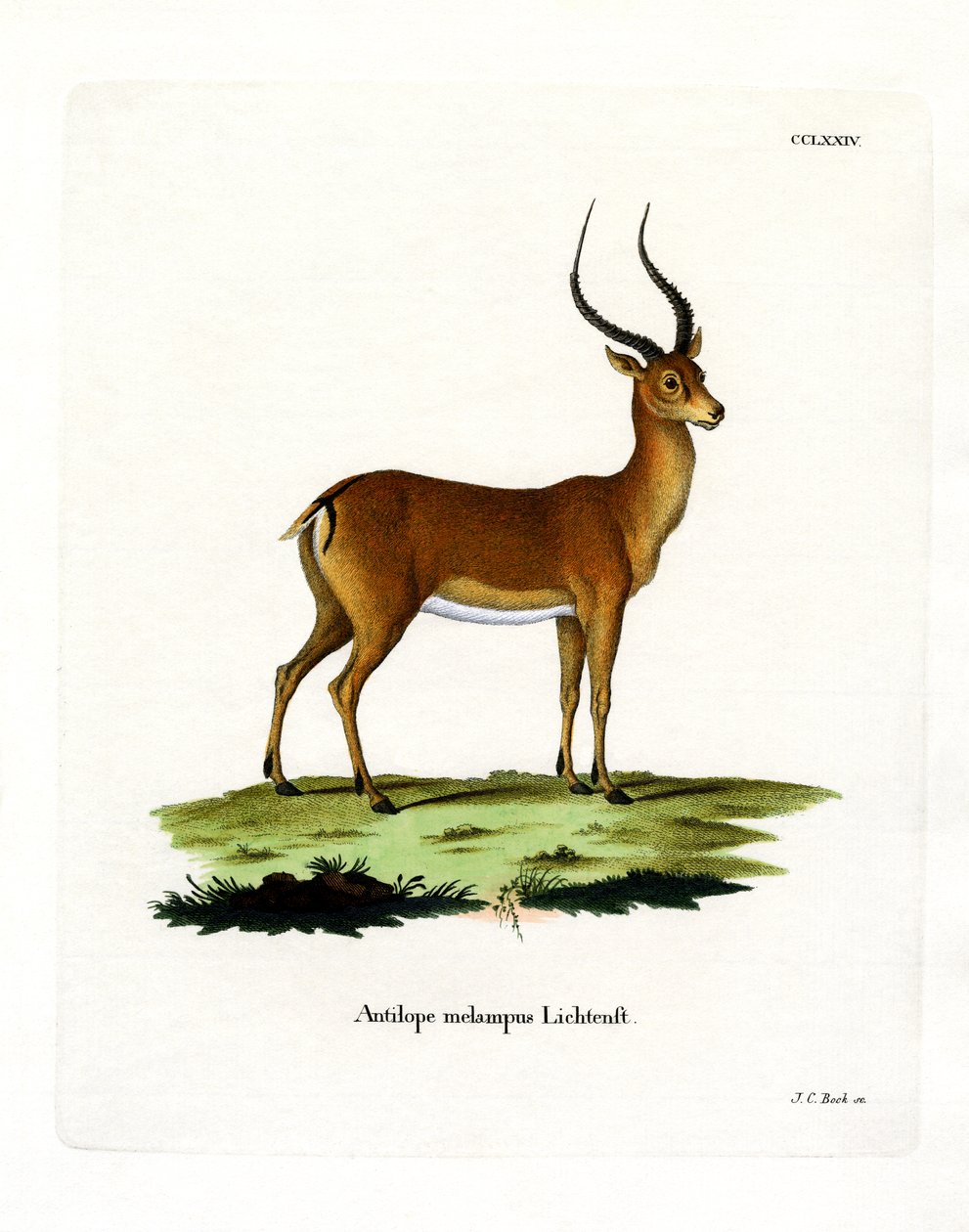Impala door German School