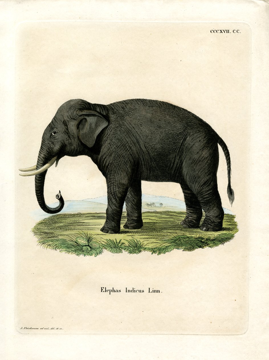 Indiase olifant door German School