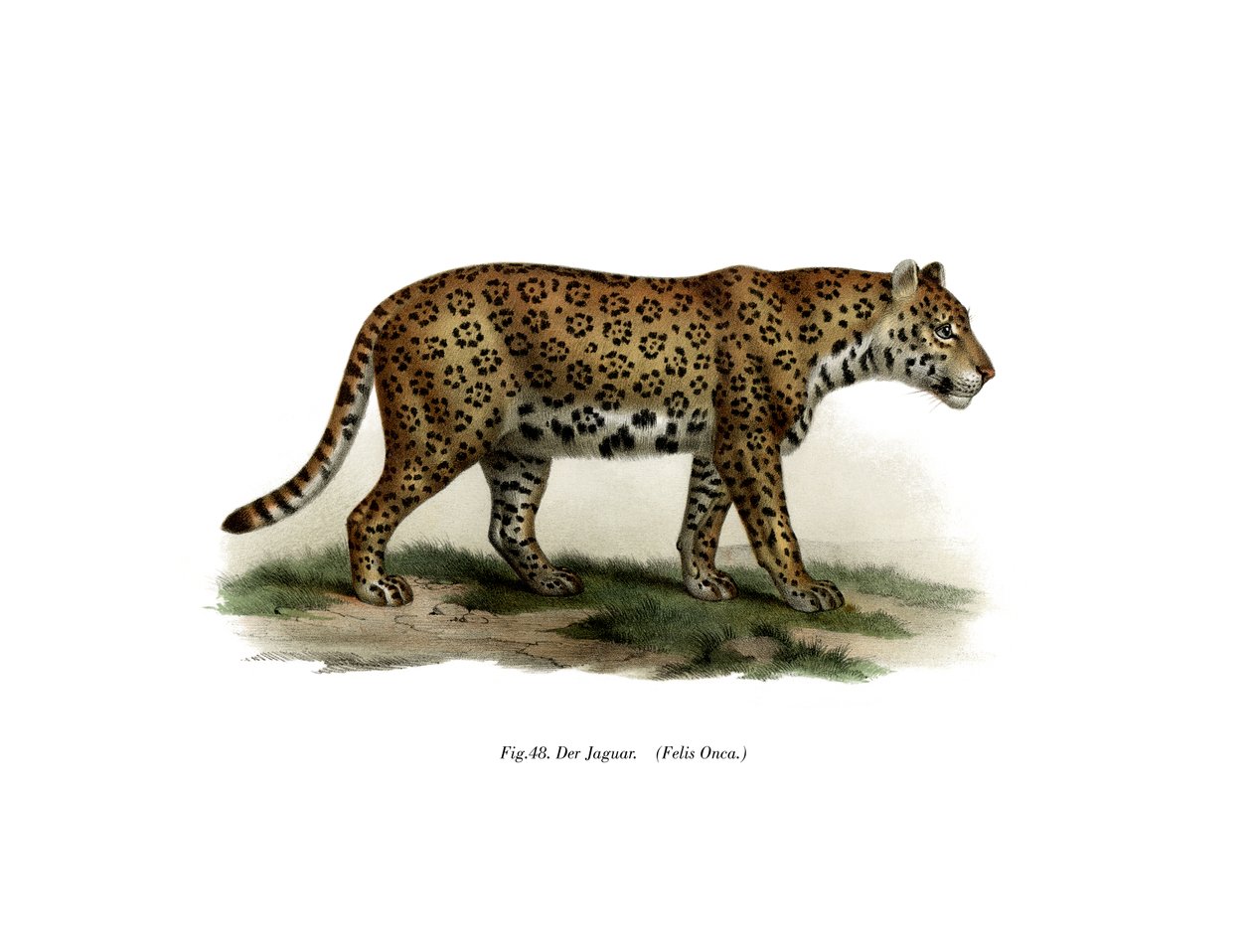 Jaguar, 1860 door German School