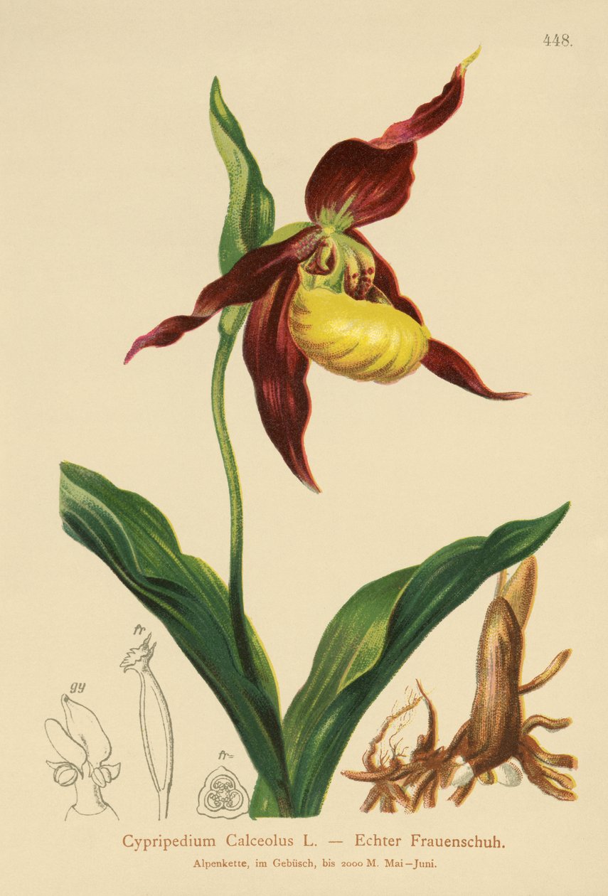 Vrouwenschoen (Cypripedium Calceolus) door German School