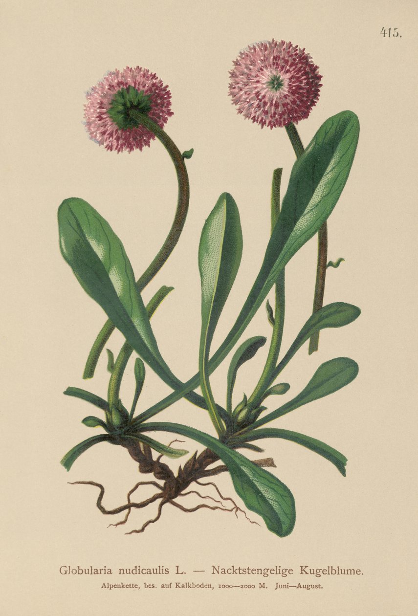 Bladloze Kogelbloem (Globularia nudicaulis) door German School