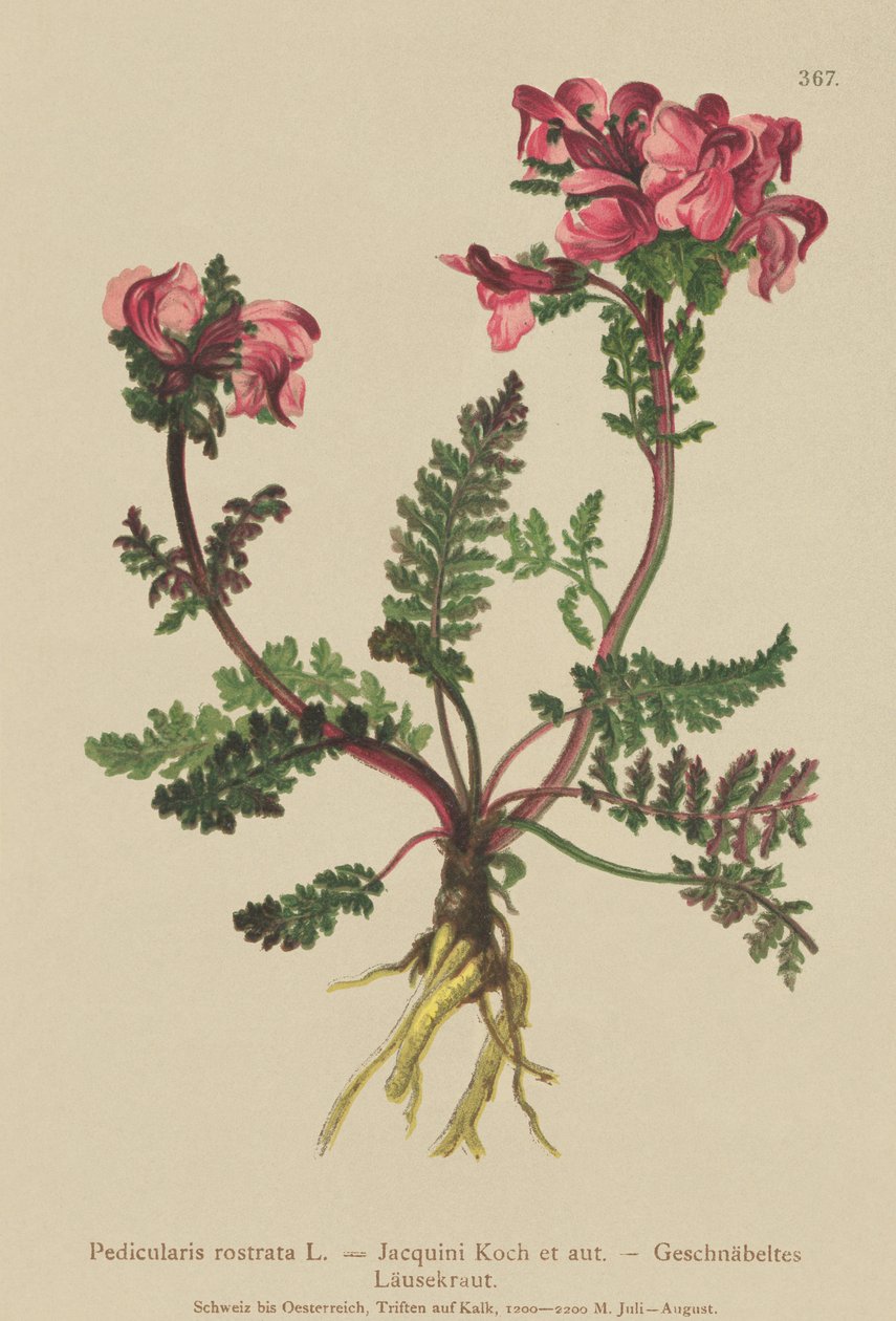 Langneusige Ratelaar (Pedicularis rostrata) door German School