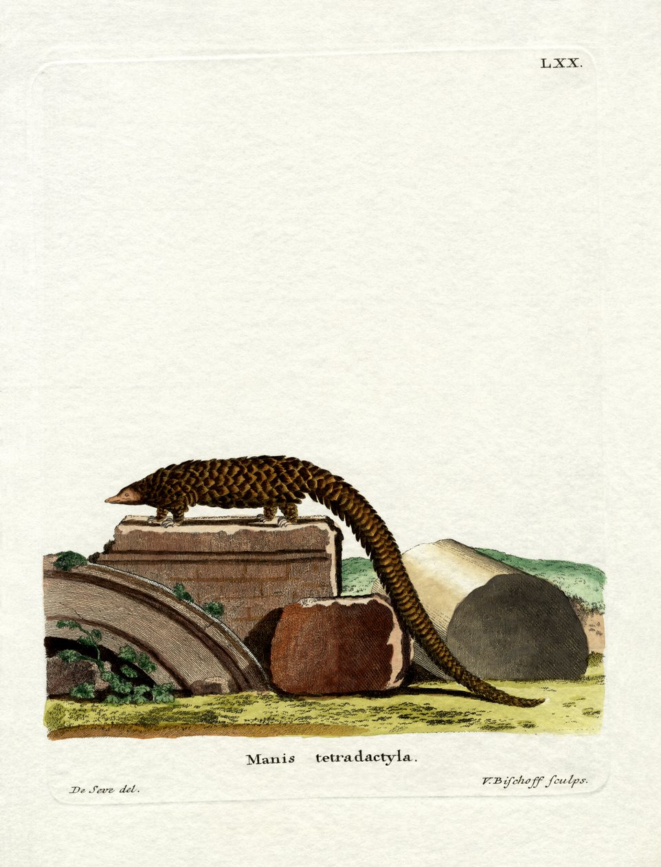 Langstaart pangolin door German School