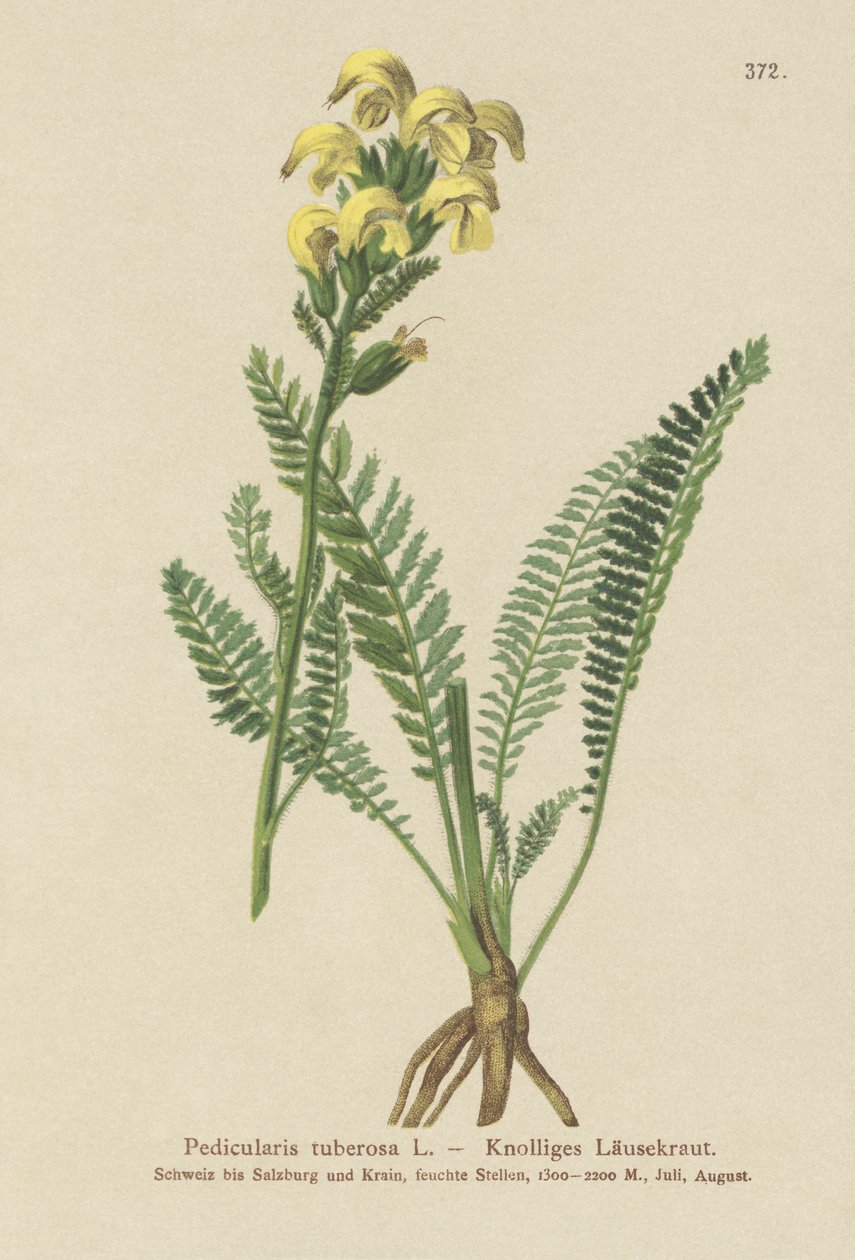 Langsnavelige Gele Ratelaar (Pedicularis tuberosa) door German School