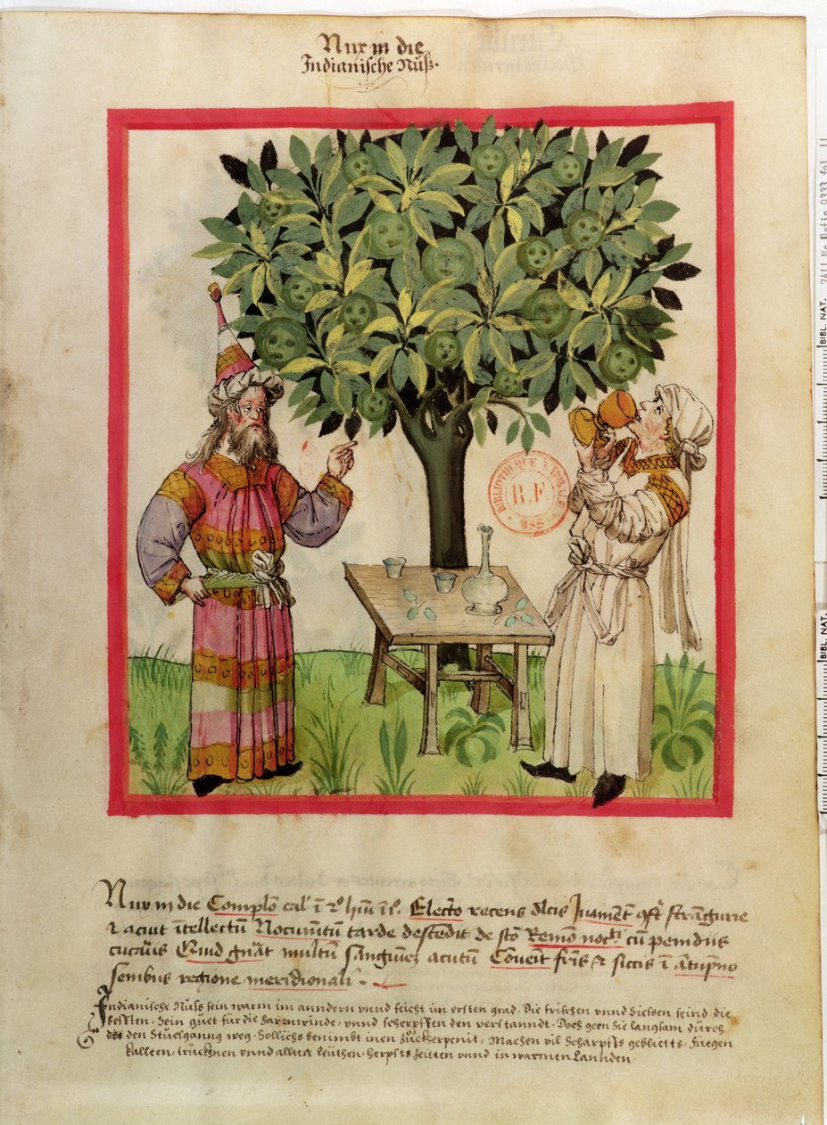 Ms.Lat.9333 fol.11 Nootmuskaat oogsten, uit Tacuinum Sanitatis door German School