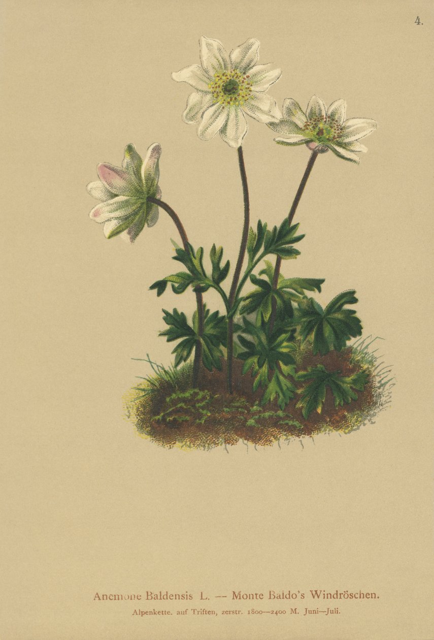 Mt. Baldo Anemoon (Anemone Baldensis) door German School