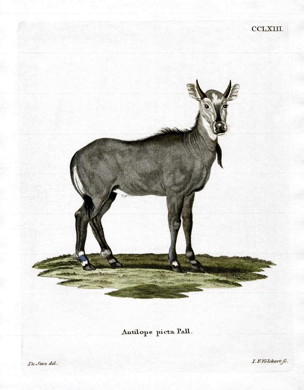 Nilgai door German School