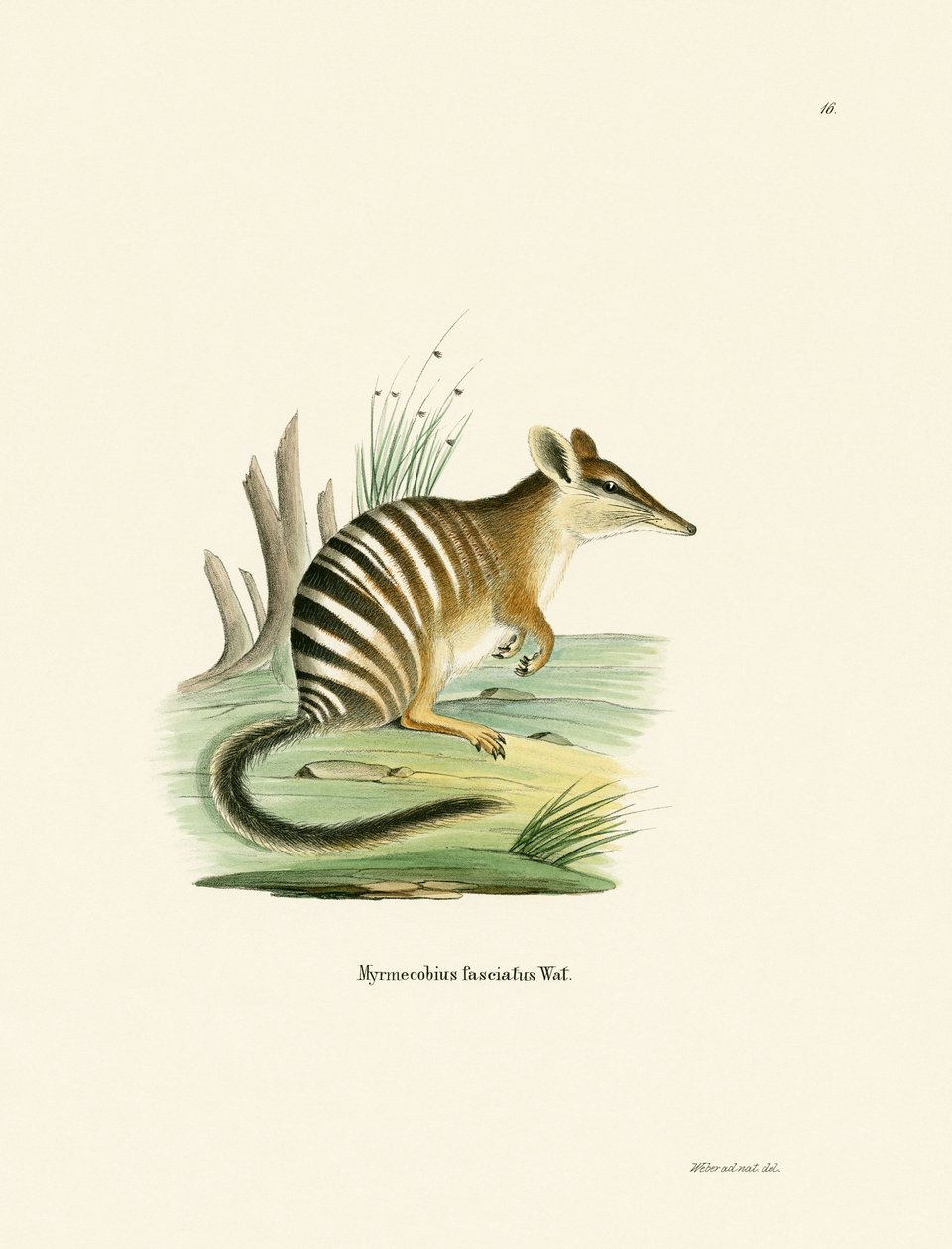 Numbat door German School