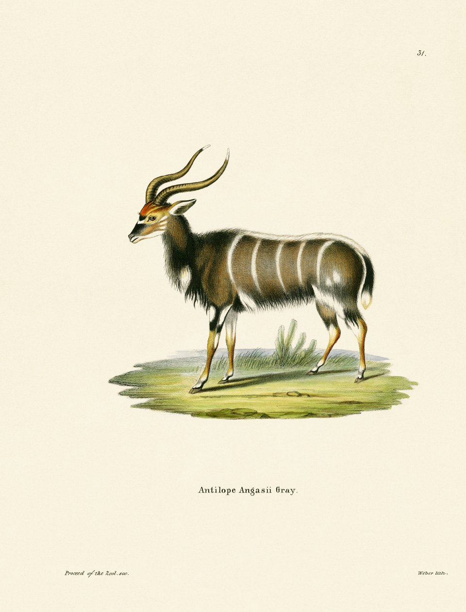 Nyala door German School