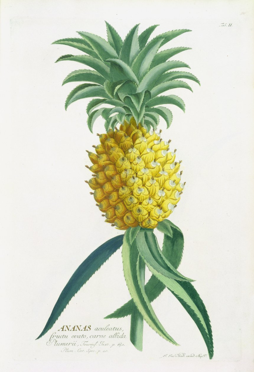 Ananas gegraveerd door Johann Jakob Haid door German School