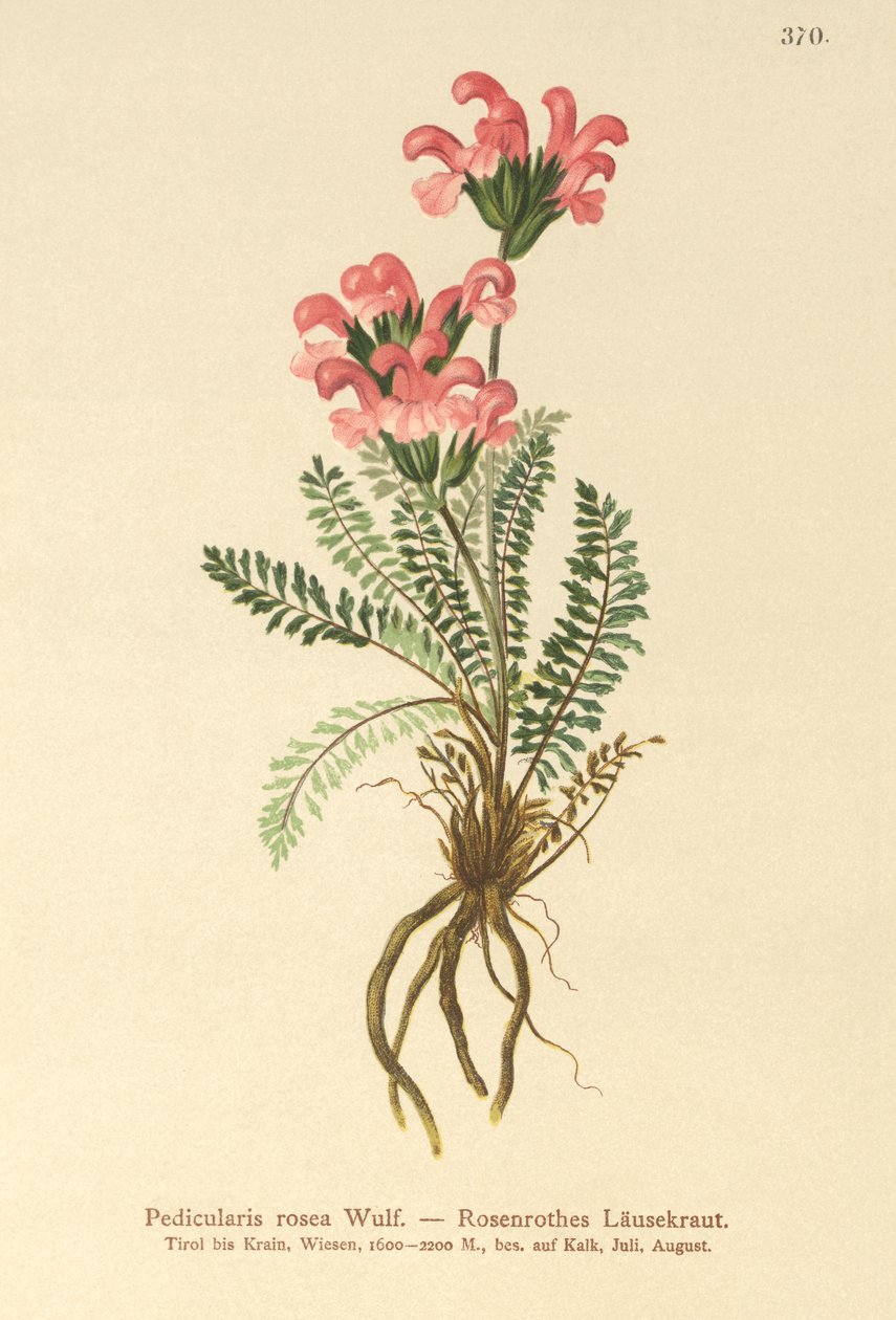 Roze Ratelaar (Pedicularis rosea) door German School