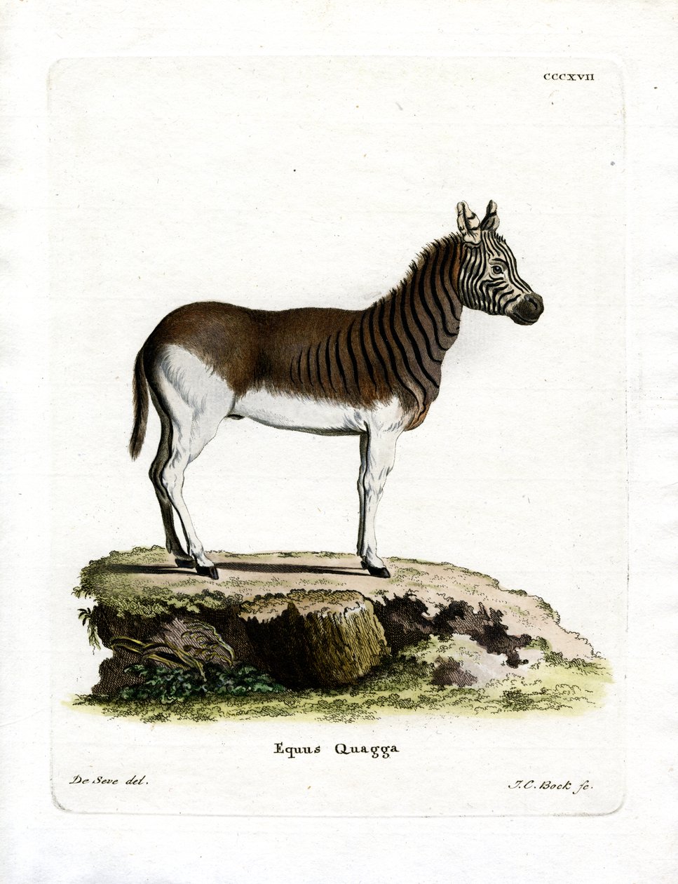 Quagga door German School