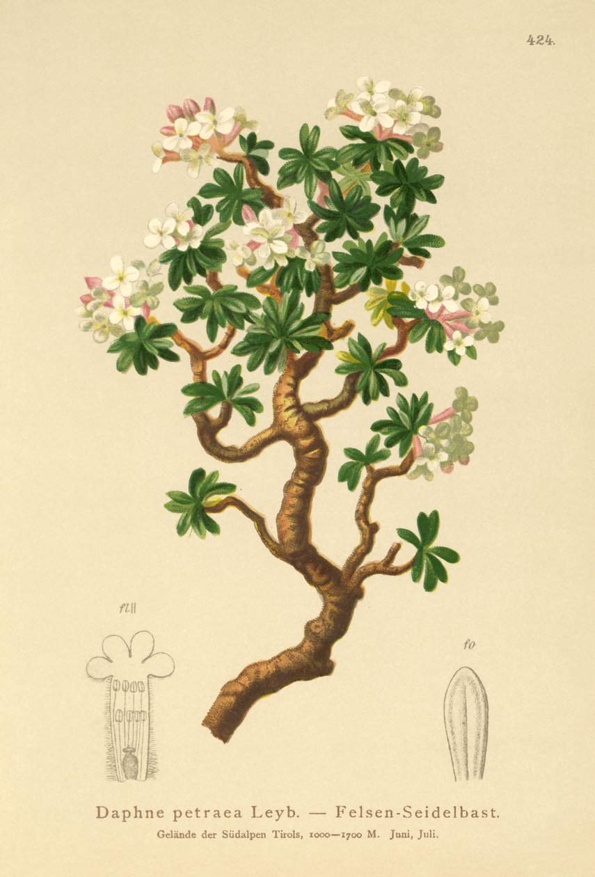 Rots Daphne (Daphne petraea, Daphne rupestris) door German School