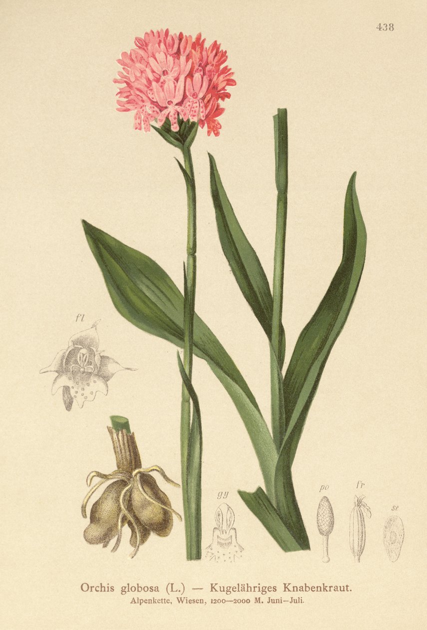 Rondkoppige Orchidee (Orchis globosa, Traunsteinera globosa) door German School