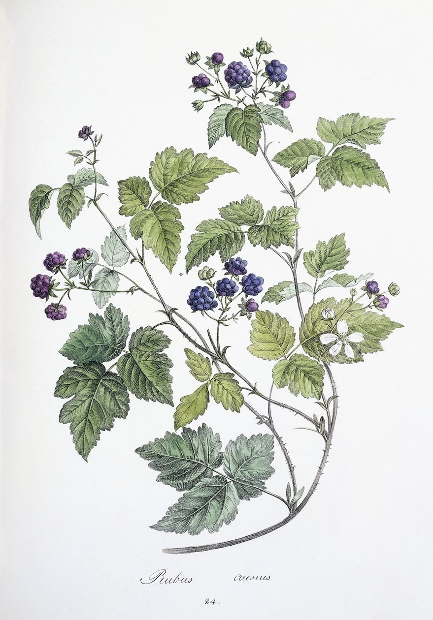 Rubus caesius, 1811-1818 door German School