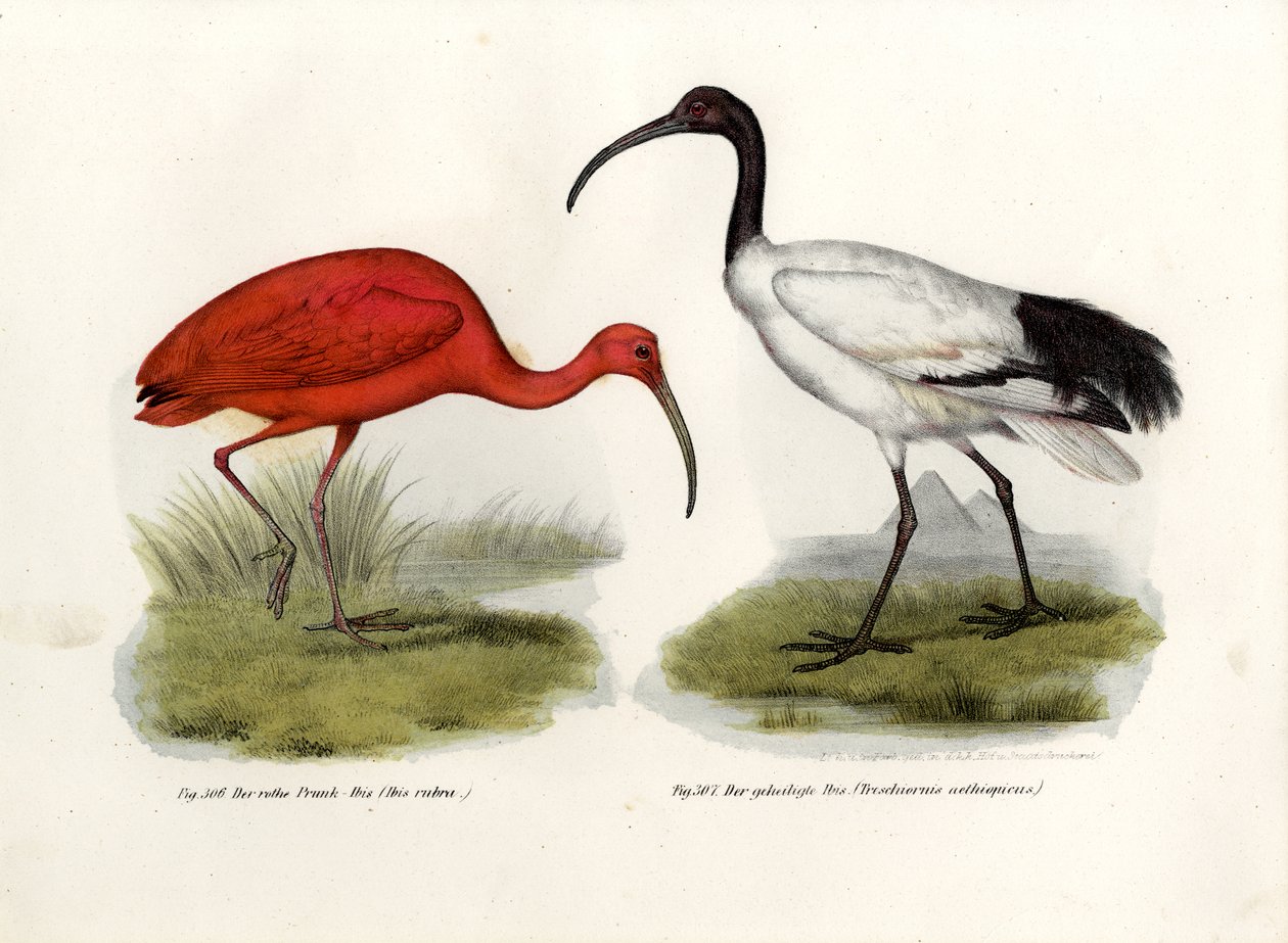 Rode Ibis, 1864 door German School