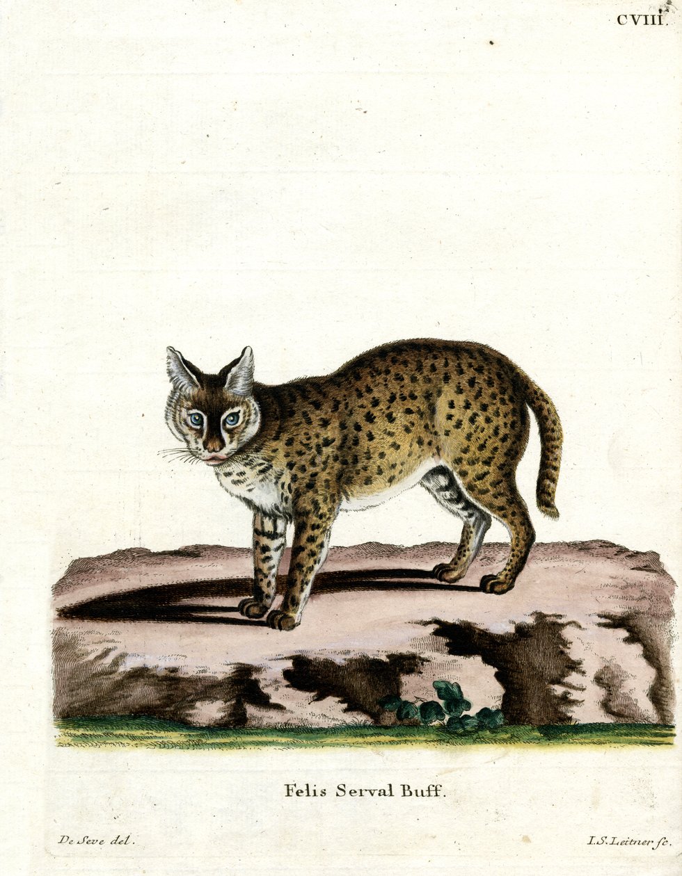 Serval door German School