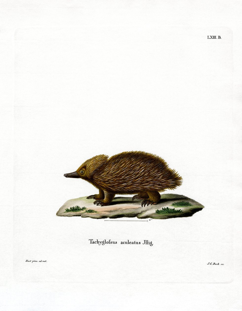 Kortsnuitige echidna door German School