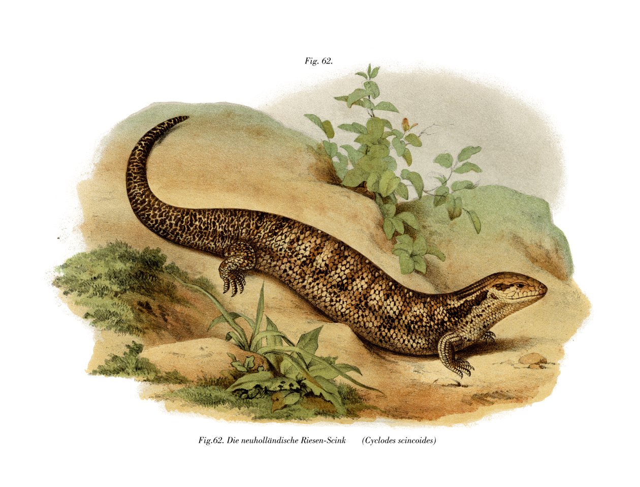 Skink door German School