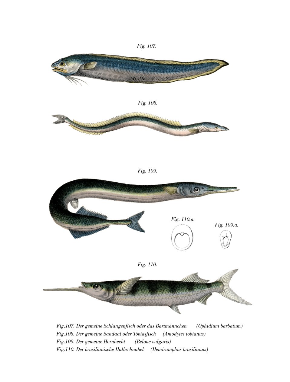 Slang Blenny door German School