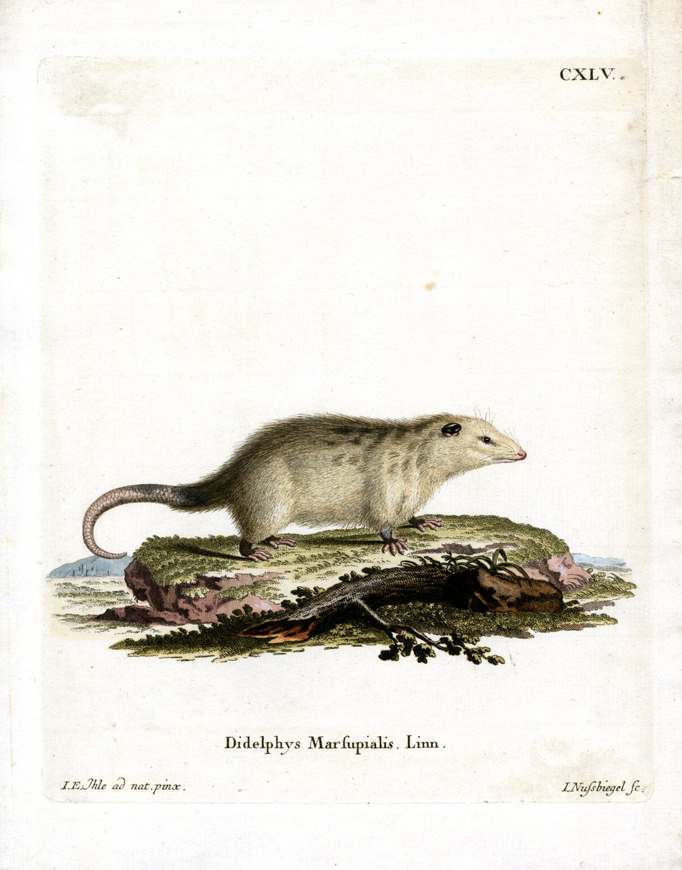 Zuidelijke Opossum door German School