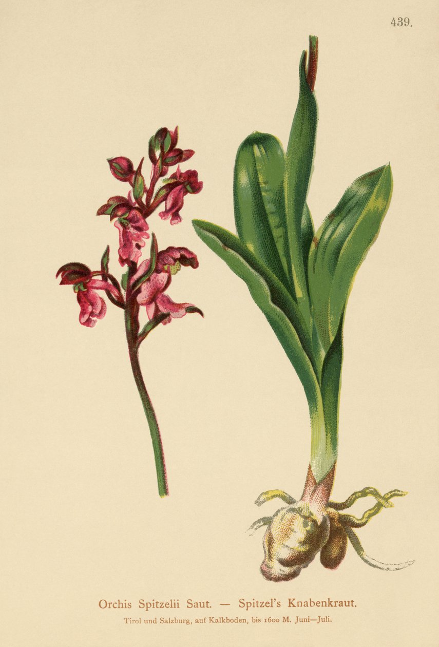 Spitzels Orchidee (Orchis Spitzelii) door German School
