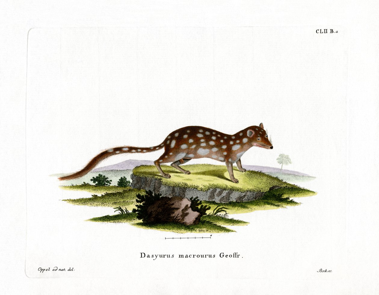 Gevlekte quoll door German School