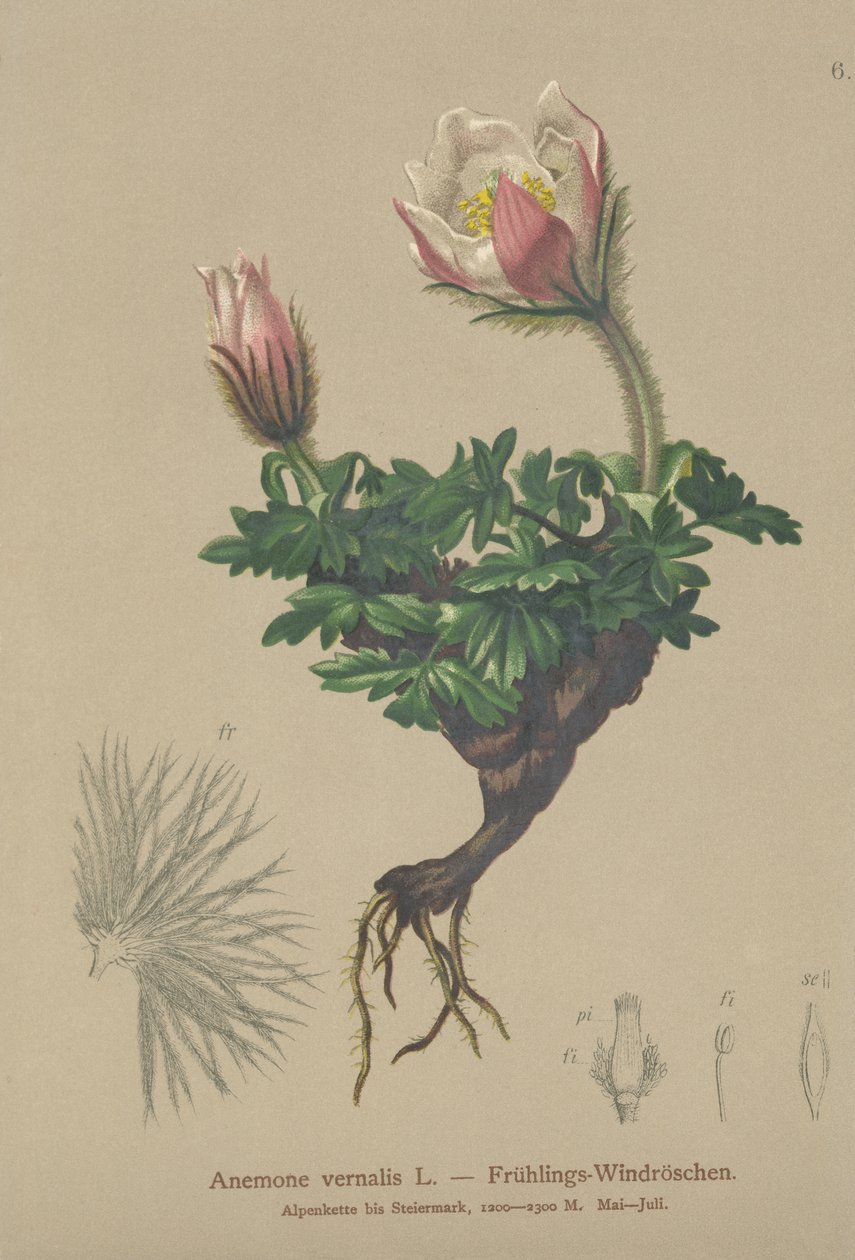 Lente Anemoon (Anemone vernalis, Pulsatilla vernalis) door German School