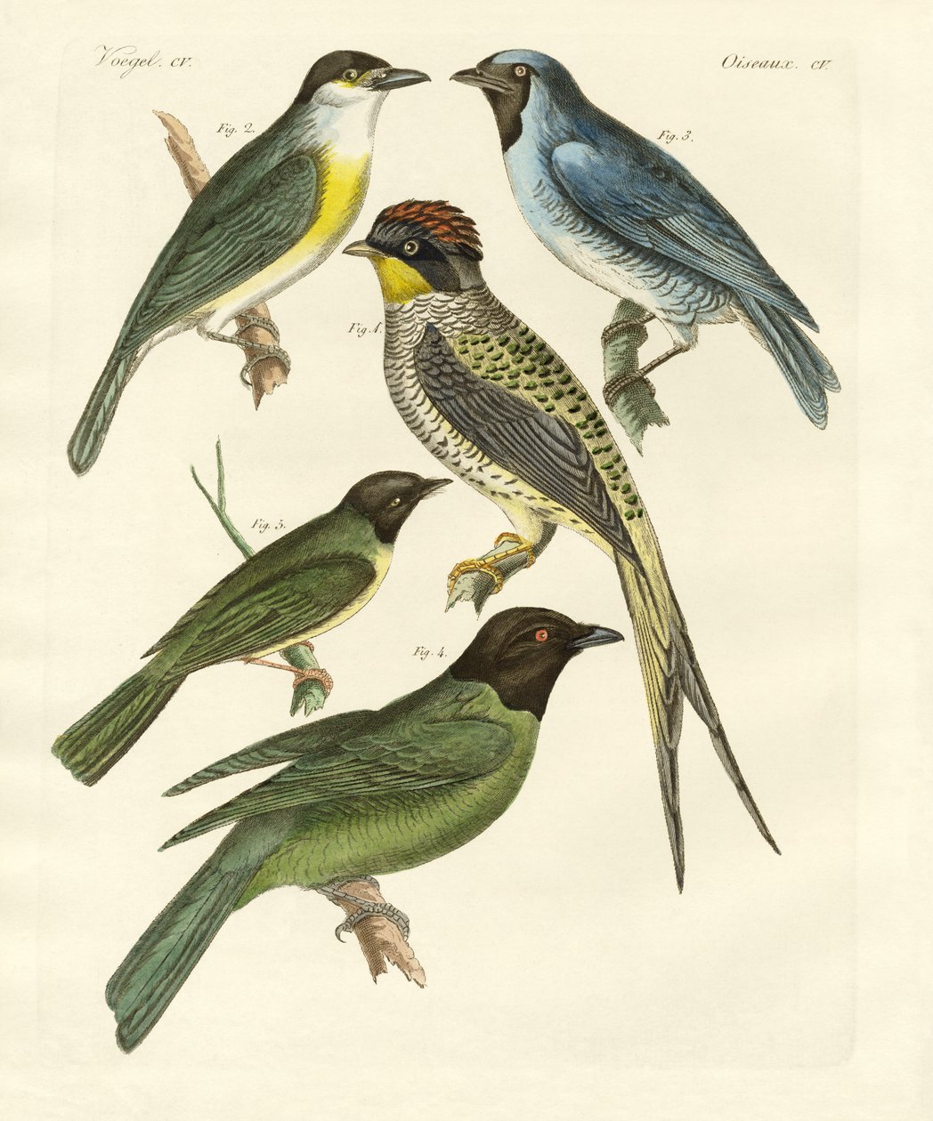 Vreemde vogels door German School