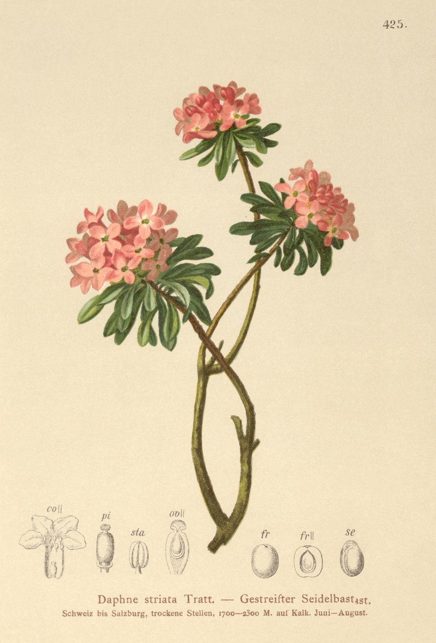Gestreepte Daphne (Daphne striata) door German School