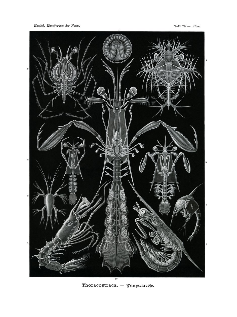 Thoracostraca door German School