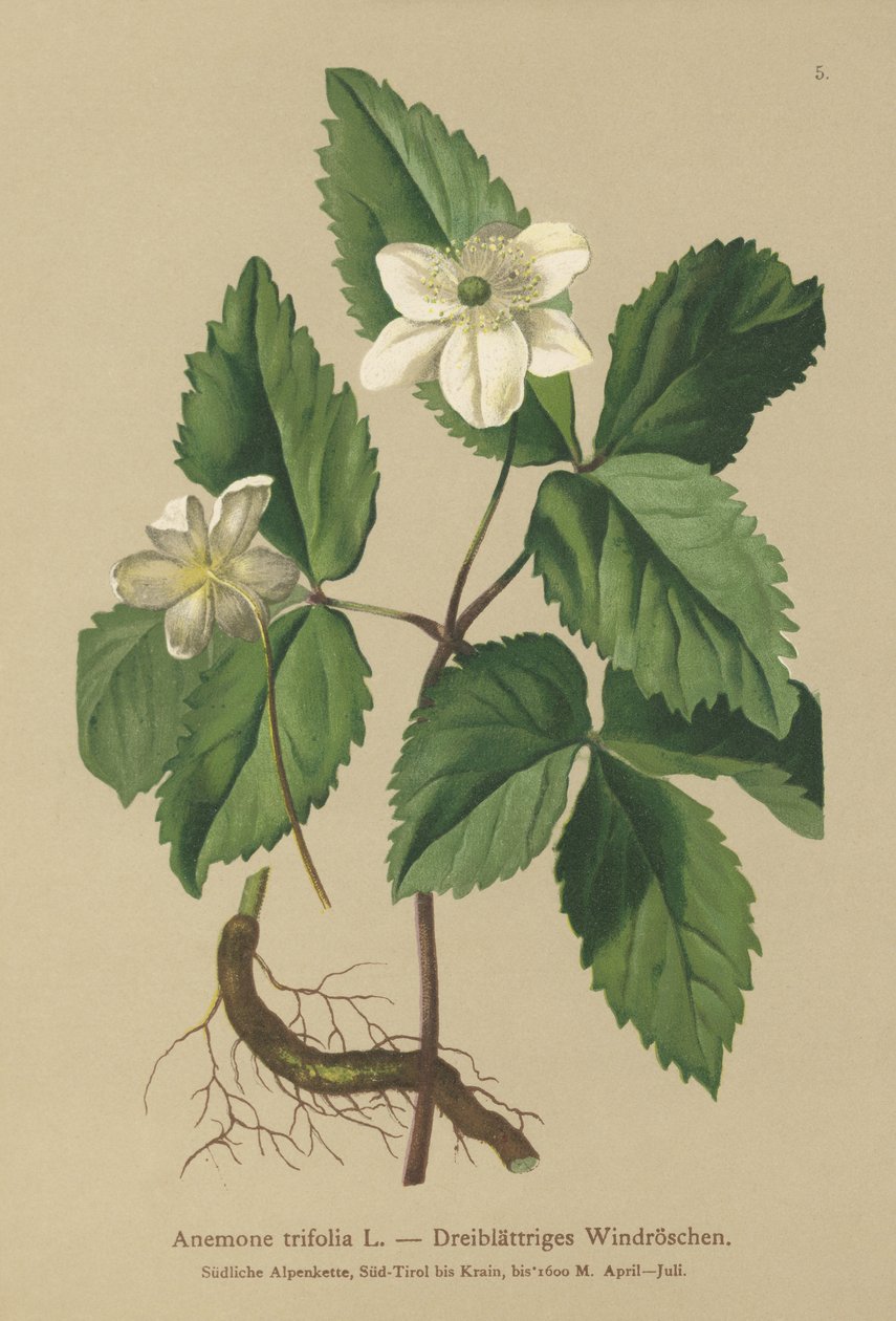 Driebladige Anemoon (Anemone trifolia) door German School