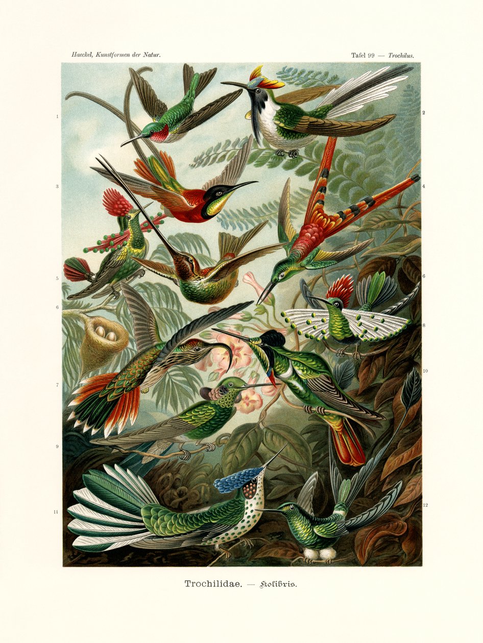 Trochilidae door German School