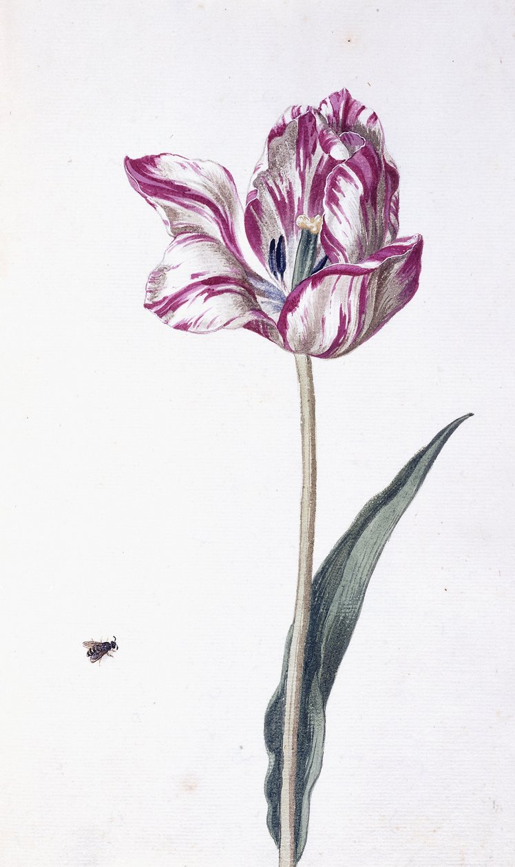 Tulp en bij, 18e eeuw door German School
