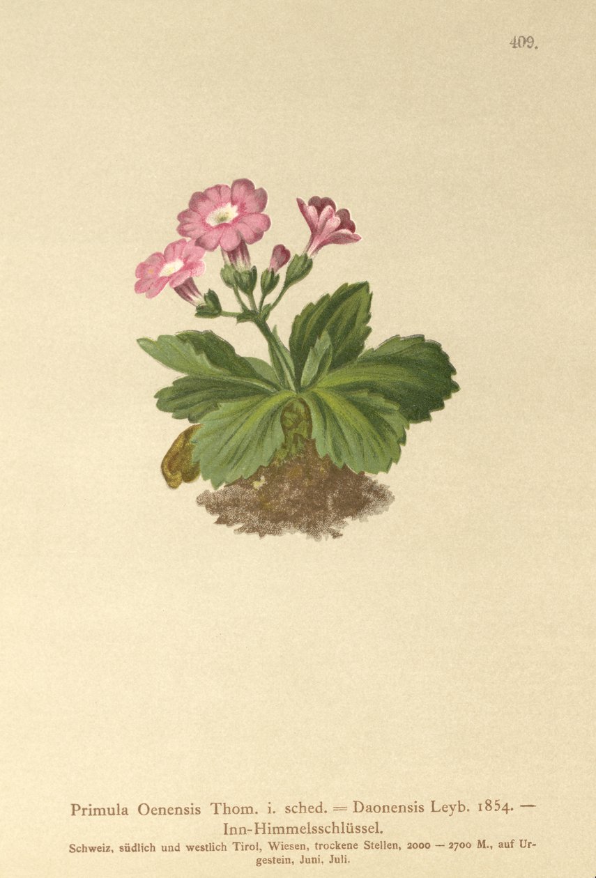 Val-Daone Sleutelbloem (Primula Oenensis, Primula Daonensis) door German School