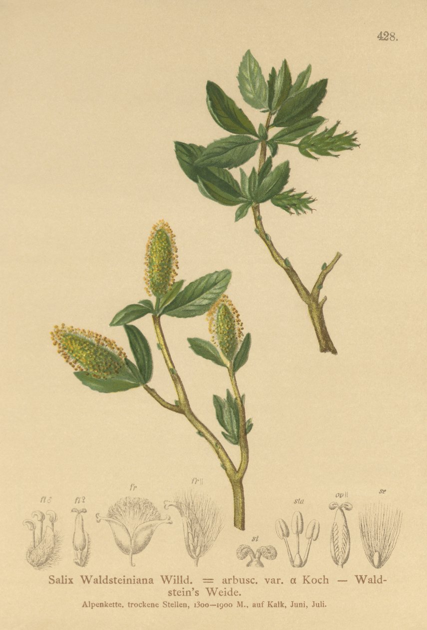 Waldsteins Wilg (Salix Waldsteiniana, Salix arbusc. var.) door German School