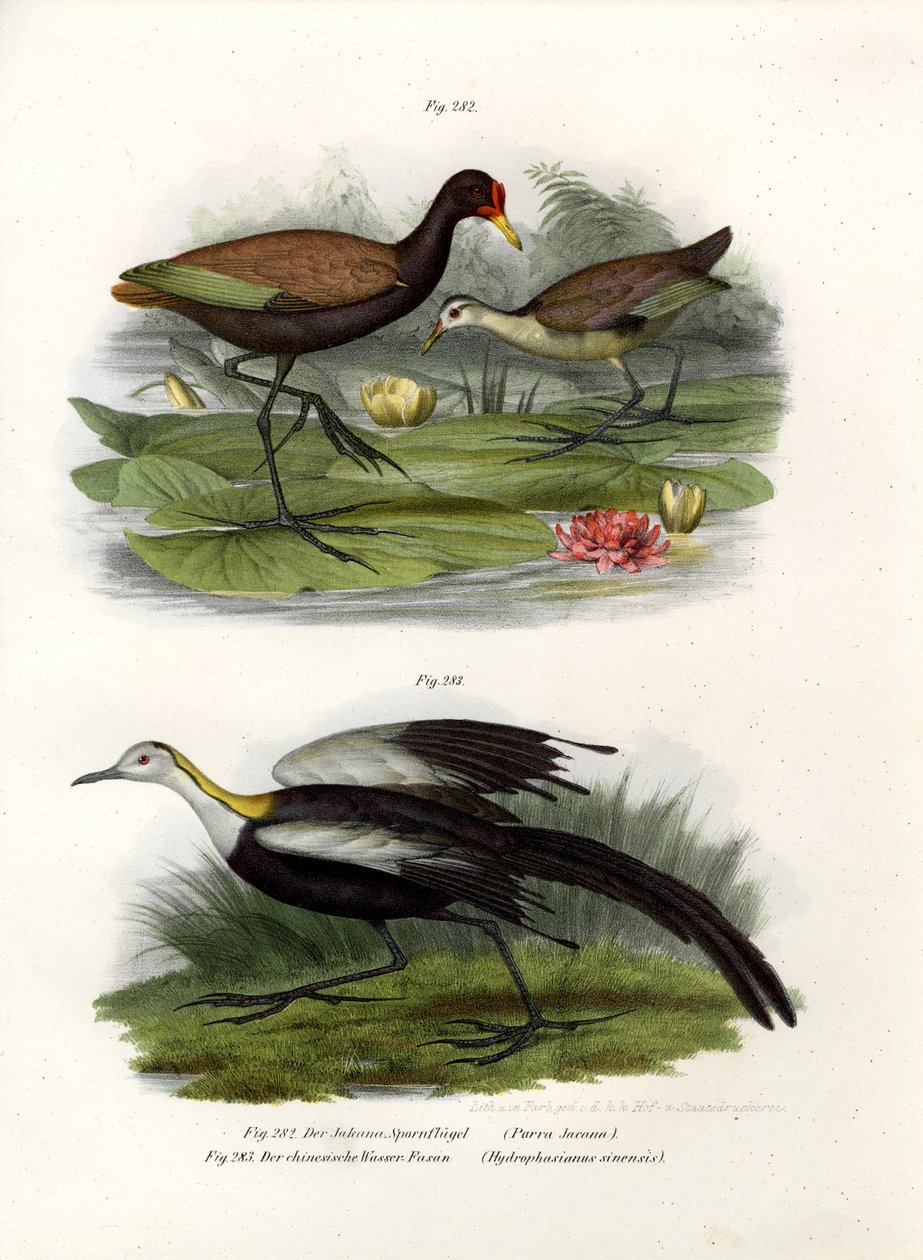 Wattel Jacana, 1864 door German School
