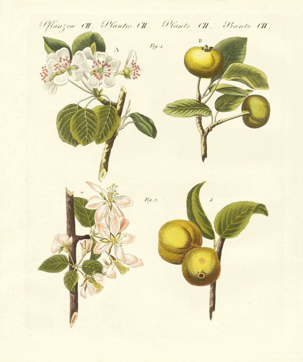Wilde soorten fruit door German School