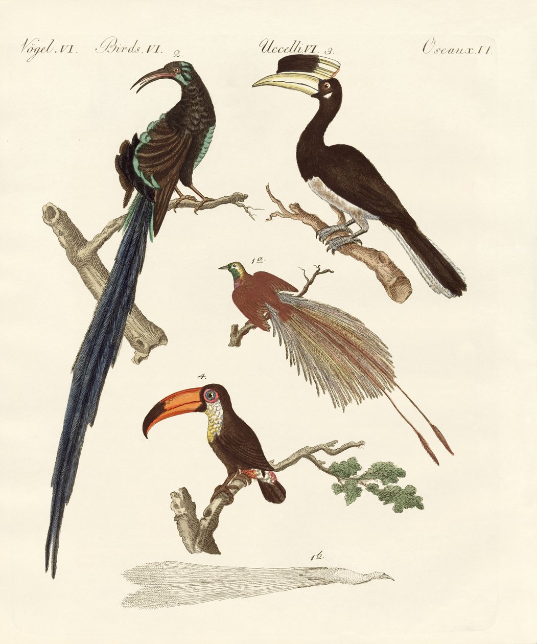 Wonderbaarlijke vogels door German School